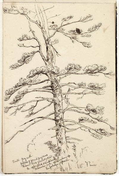 White Pine by Thomas Cole
